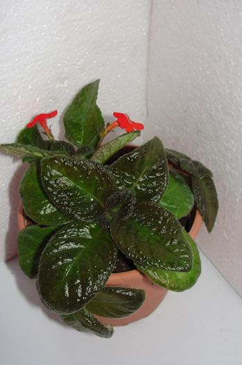 Viridifolia - Episcia V