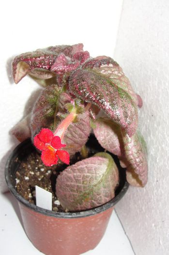 Jims Moody Rock - Episcia Jim_s