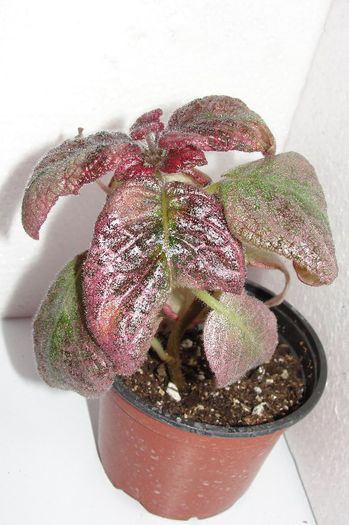  - Episcia Jim_s