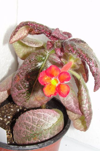  - Episcia Jim_s