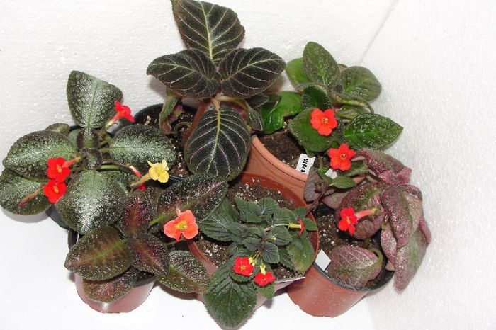  - Episcia