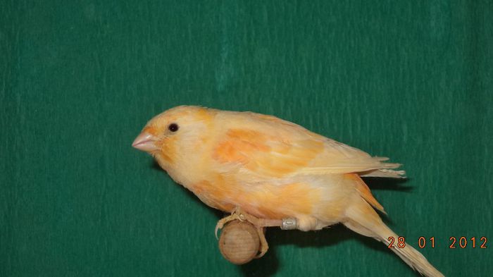 DSC00816 - Reproducere 2013