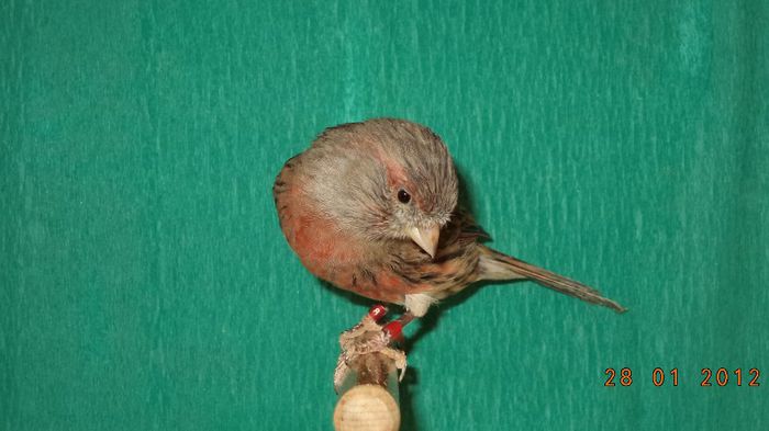 Femela rosu melaninic (3)