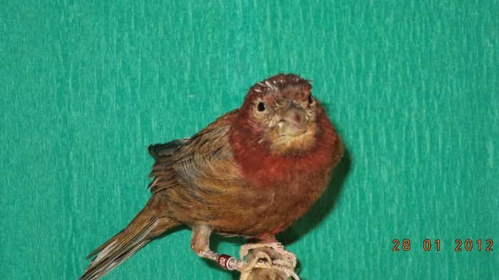 Mascul rosu melaninic (2)