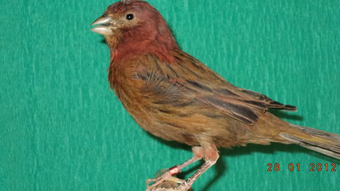 Mascul rosu melaninic (3)