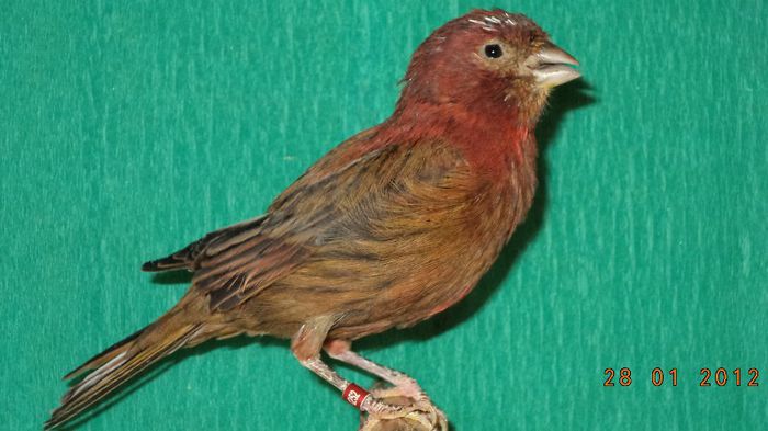 Mascul rosu melaninic