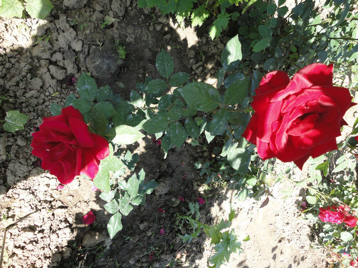Dame de Coeur - Trandafiri 2013 -II