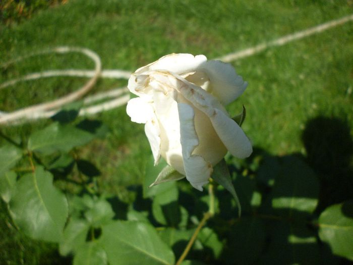 P1010940