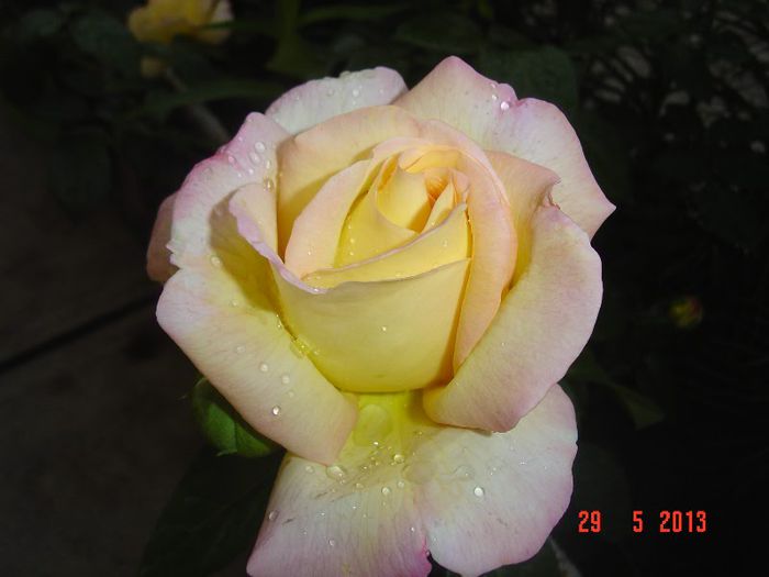 Picture 113 - 0-TRANDAFIRI-2013