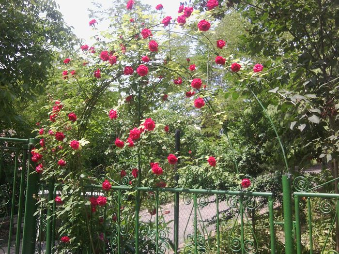 Trandafir catarator - Primavara 2013