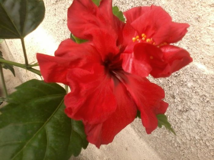 Rosu dublu - Hibiscus
