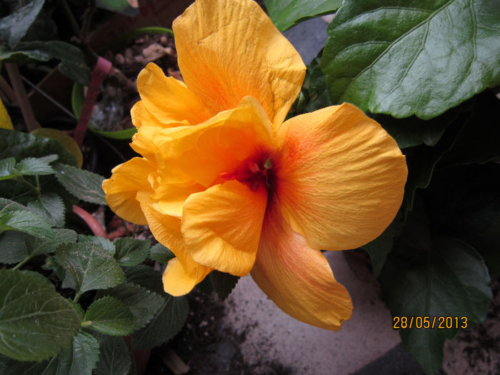 IMG_1007 - hibiscus