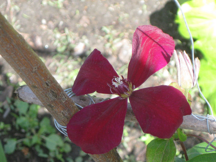 IMG_2030 - A    Inflorire CLEMATIS 2013  westerplatte