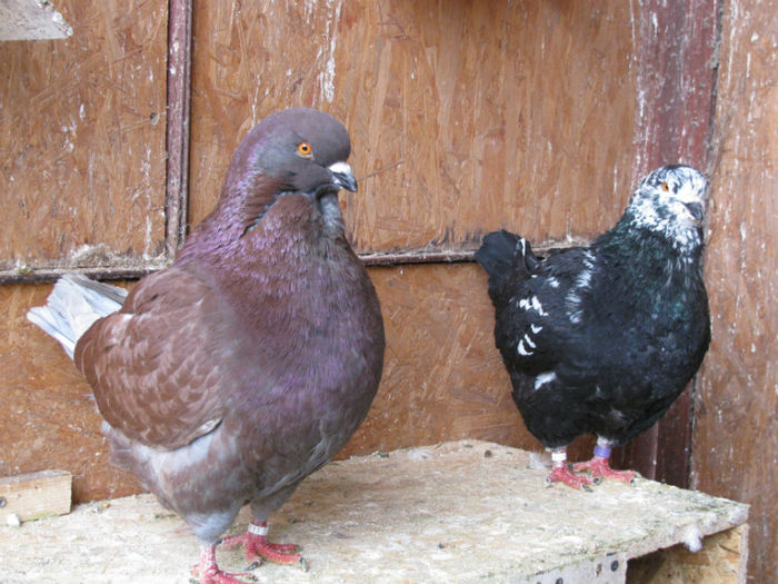 IMG_6006 - 01 Porumbei King