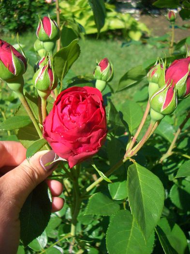 Eric Tabarly ® • Red Eden Rose • MEIdrason; Climber.  Romantica ™.  
Bred by Alain Meilland (France, 2002).

