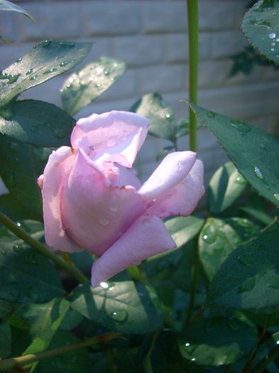 Sissi ® • Blue Monday • Blue Moon • Mainzer Fastnacht • Mainzer Rad • Navo-Rose • TANnacht; Hybrid Tea.  Bred by Mathias Tantau, Jr. (1912 - 2006) (Germany, 1964).
