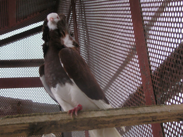 IMG_6164 - 12 Porumbei Capucine