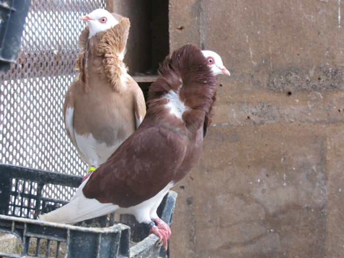 IMG_6166 - 12 Porumbei Capucine