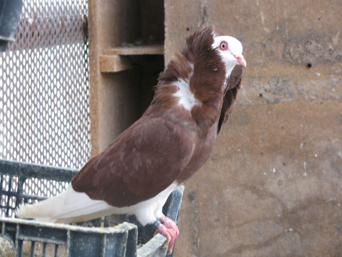 IMG_6168 - 12 Porumbei Capucine