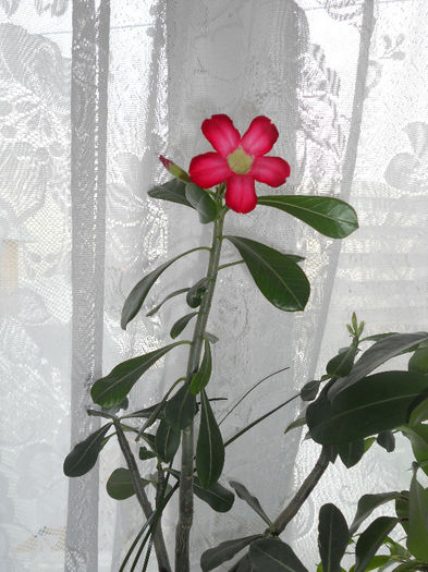 DSCN3746 - Adenium