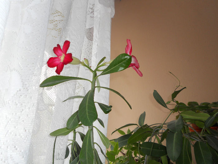 DSCN3763 - Adenium