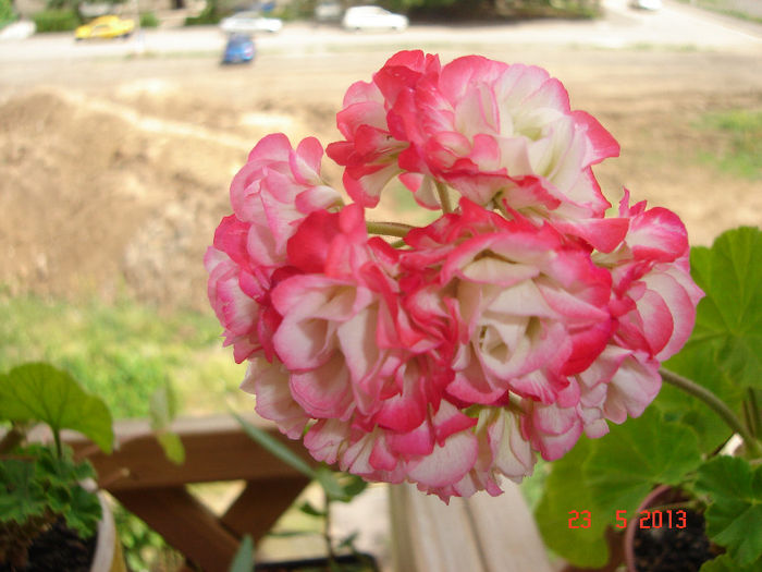 DSC07960 - muscata Appleblossom Rosebud