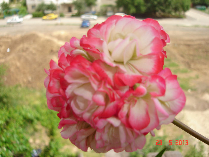 DSC07961 - muscata Appleblossom Rosebud