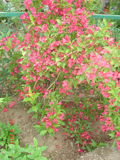 Weigela 2013 - WEIGELA