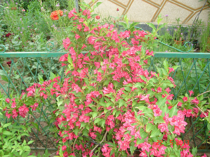 DSC07947 - WEIGELA