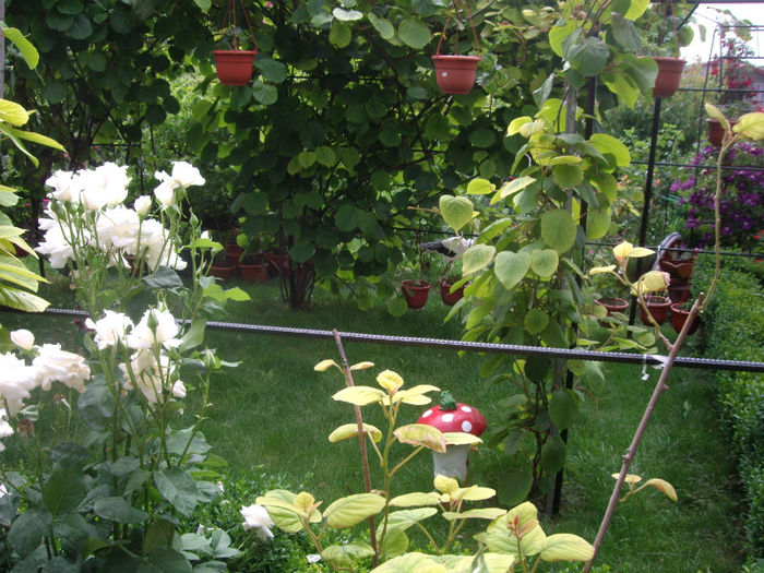 IMGP4474 - trandafiri si peisaje 2013 -2