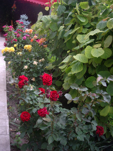 IMGP4475 - trandafiri si peisaje 2013 -2