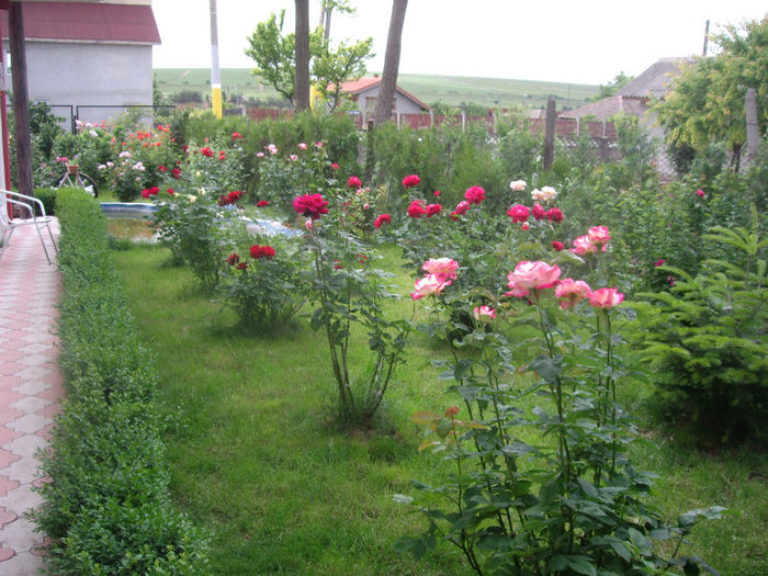 IMGP4478 - trandafiri si peisaje 2013 -2