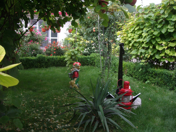 yucca recurvifolia salisbury