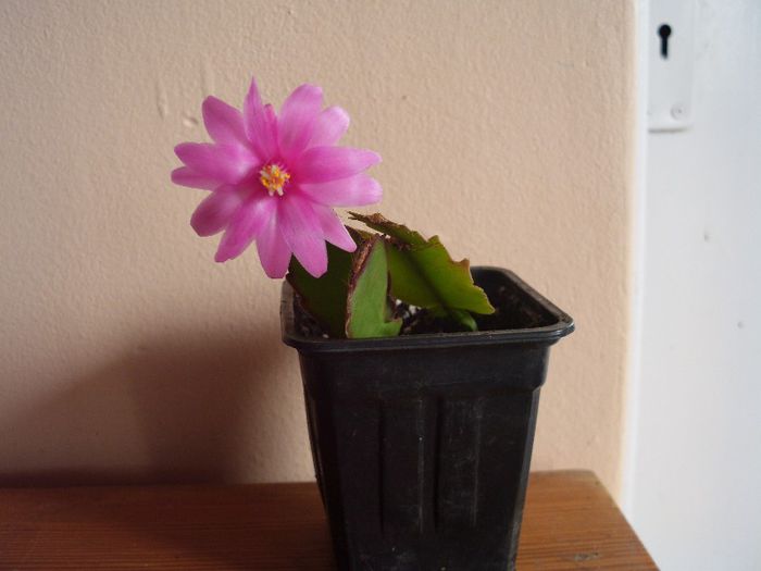 Picture 012 - 4-flori 2013