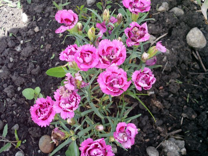 Picture 019 - 4-flori 2013