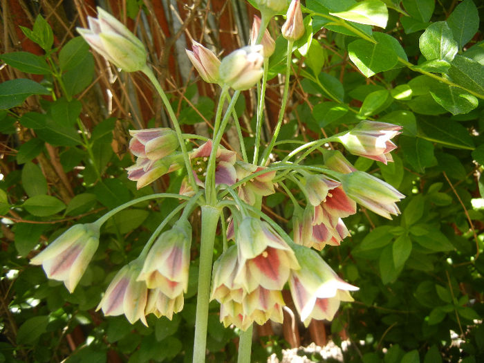 Allium siculum (2013, May 26) - Nectaroscordum siculum