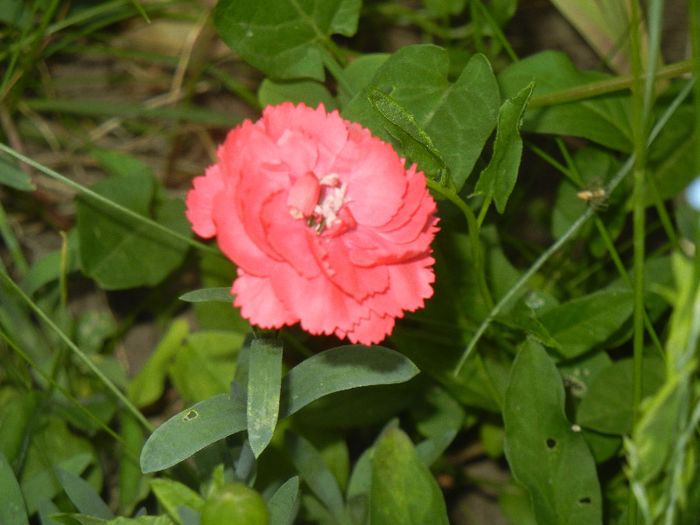 Dianthus (2013, May 18) - DIANTHUS_Garoafe Garofite