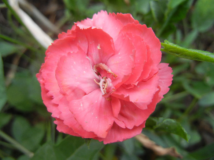 Dianthus (2013, May 22) - DIANTHUS_Garoafe Garofite