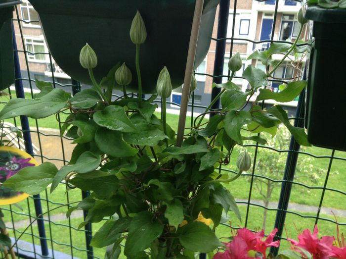 Clematis Temptation - balcon 2013