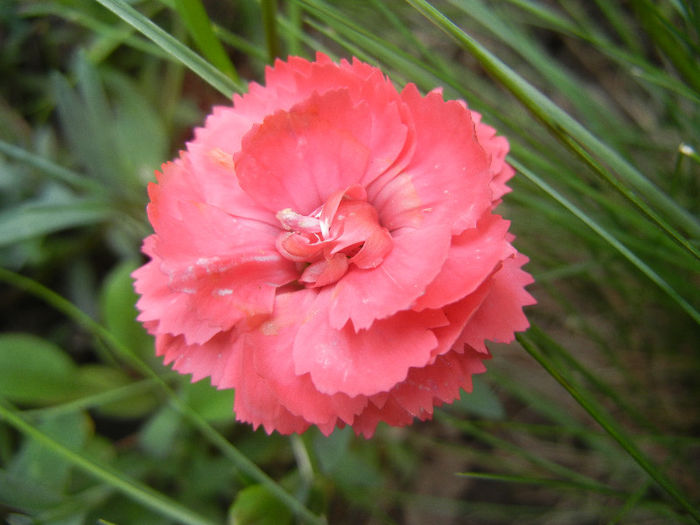 Dianthus (2013, May 22) - DIANTHUS_Garoafe Garofite