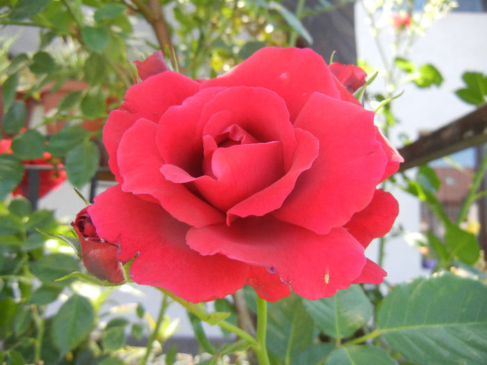 Rose Blaze Superior (2013, May 26) - Rose Blaze Superior