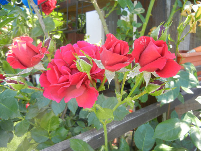 Rose Blaze Superior (2013, May 26) - Rose Blaze Superior