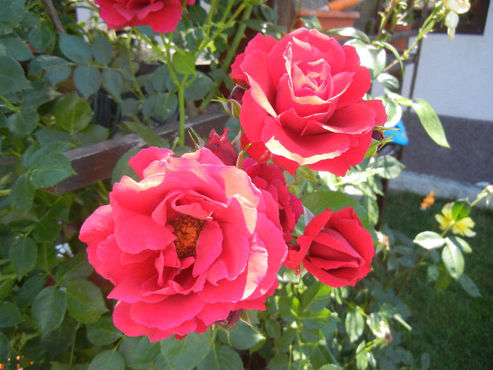 Rose Blaze Superior (2013, May 26) - Rose Blaze Superior