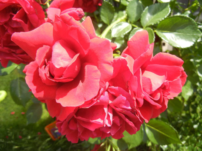 Rose Blaze Superior (2013, May 28) - Rose Blaze Superior