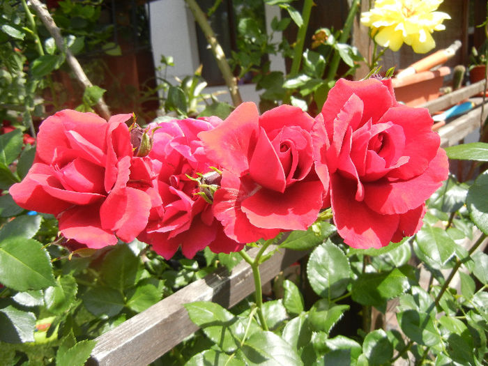 Rose Blaze Superior (2013, May 28) - Rose Blaze Superior