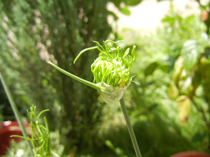 Allium Hair (2013, May 28) - Allium vineale Hair