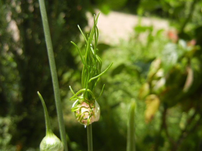 Allium Hair (2013, May 28) - Allium vineale Hair