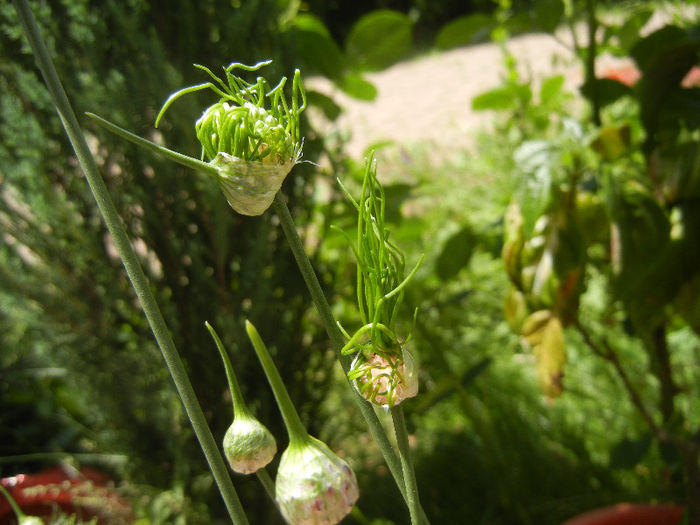 Allium Hair (2013, May 28) - Allium vineale Hair