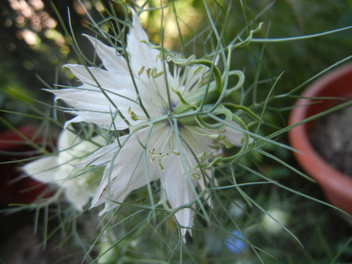 Nigella damascena (2013, May 26)