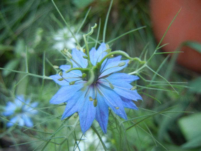 Nigella damascena (2013, May 26)